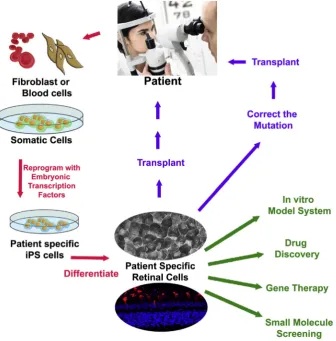 Fig. 2. Application of patient speciﬁc IPSCs for disease modelling, drug discovery, gene therapy, small molecule screening and cell transplantation