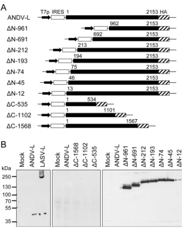 FIG 1 Expression of L protein in mammalian cells. (A) Schematic represen-tation of constructs for expression of ANDV L proteins with N- and C-termi-nal deletions