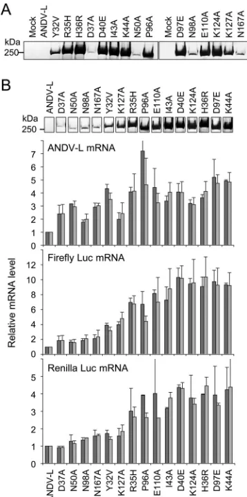 FIG 6 Expression analysis of full-length L protein mutants and inﬂuence of
