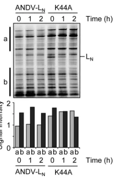 FIG 7 Inﬂuence of L protein on the cellular protein level. BHK-21 cells werenine and [mic lysate was separated by SDS-PAGE, and proteins were detected by auto-radiography (top)