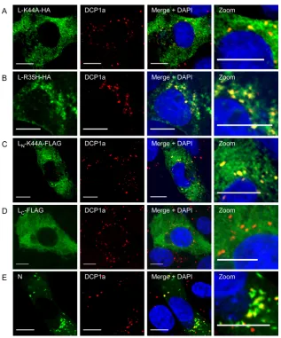 FIG 10 Intracellular localization of ANDV L and N protein in relation to P body component DCP1a