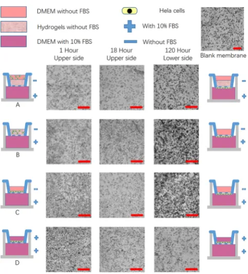 Figure 2 to evaluate predictable cells behaviors triggered by
