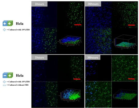 Figure 3. HeLa cells migration tracing in DNA gels. HeLa cells were labeled by blue and green living cell dye, CellTrace, and tracked by confocalScale bars represent 100microscopy