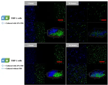 Figure 4. THP-1 cells migration tracing in gels. THP-1 cells were labeled by blue and green living cell dye, CellTrace, and tracked by confocalScale bars represent 100microscopy