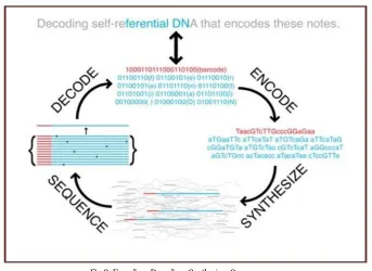 Fig 2: Encoding, Decoding, Synthesize, Sequence process 