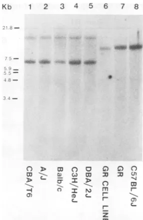 FIG. 4.fragmentsof32P-labeledwithtolanesthetaining Fig. different Analysis of the fl-globin gene in the DNA strains of mice