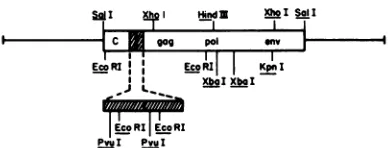 FIG.1.genomerecombinantoftionindicatesinThe orientation Restriction endonuclease map of ASRBtd clones