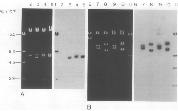 FIG. 2.patterns.XSRBtd-2;cleavedextracted,describedasclones,labeledlane previously SalI and HindIII digestion patterns of ASRBtd clones