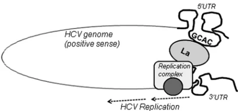 FIG 11 Model for initiation of HCV replication. La interaction with theGCAC motif within HCV IRES promotes 5=-to-3= communication in favor ofHCV negative-strand synthesis by assisting in the assembly of the replicationcomplex.