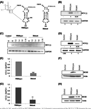 FIG 1 Effect of mutation of the GCAC motif in SLIV on HCV RNA functions. (A) Schematic representation of the HCV 5posttransfection,andHCVRNA(negative-strand)levelswerequantiﬁedbyusingquantitativeRT-PCR.(H)FortheexperimentperformedinpanelG,Westernblottingin