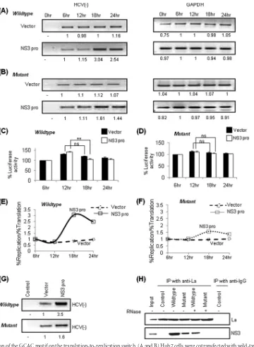 FIG 7 Effect of mutation of the GCAC motif on the translation-to-replication switch. (A and B) Huh7 cells were cotransfected with wild-type (A) or mutant (B)pSGR-JFH1/Luc RNA and a construct expressing NS3