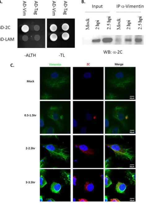 FIG 1 Protein-protein interaction of FMDV 2C with bovine vimentin in theyeast two-hybrid system (A), coimmunoprecipitation (B), and immunoﬂuo-rescence staining (C)