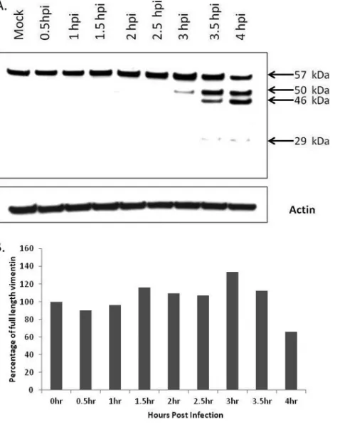 FIG 2 Analysis of vimentin expression in FMDV-infected MCF-10A cells. (A)Cells were infected with FMDV O1C and at different times postinfection, cellwere lysed in RIPA buffer and assessed by Western blotting with a speciﬁc MAbV6630 vimentin