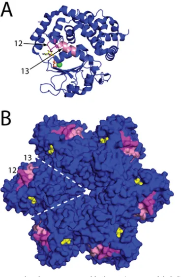 FIG 6 Mapping the alanine scanning blocks 12 (magenta, labeled) and 13(pink, labeled) effecting vimentin binding with FMDV 2C to correspondingregions on the crystal structure of the AAA� homolog SV40 LT (PDB ID1SVM) to assess potential accessibility and lo