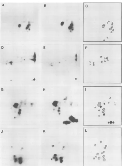 FIG. 8.fromcompositecompositecomposites,and Tryptic peptide analysis of gag gene products of RFV and CFV