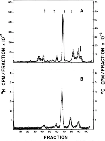 FIG.FRACTIONAmolecular indicates 7. High-resolution SDS-PAGE of intact (A) and bromelain-treated (B) RFV and CFV