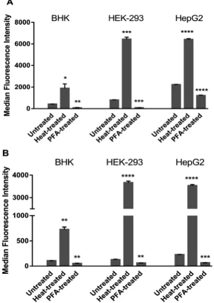 Fig. 2Cellular uptake as median fluorescence intensity (MFI) values of20 mM ruthenium complexes (A, Rubb12 and B, Rubb7-Cl) after a 4-hourincubation at 37 1C in untreated, heat-treated and PFA-fixed cells for thethree cell lines BHK, HEK-293 and HepG2.
