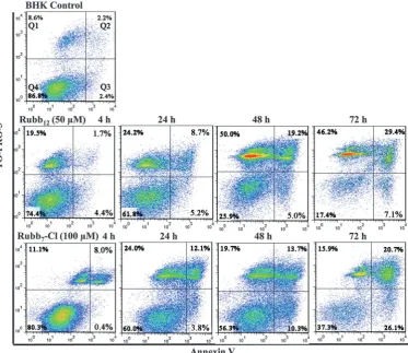 Fig. 6Time-course Annexin V/TO-PRO-3 staining of BHK cells (control, top) and with treatment by the ruthenium complexes (middle: Rubb12 andbottom: Rubb7-Cl)