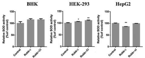 Fig. 10Rubb12 (top) and Rubb7-Cl (20 hour incubation) localisation in HepG2 cells at 20 mM, co-stained with Mitotracker Green (left) or ERtracker Green (right),where the yellow coloration arises from co-localisation of Mitotracker Green/ERtracker Green and