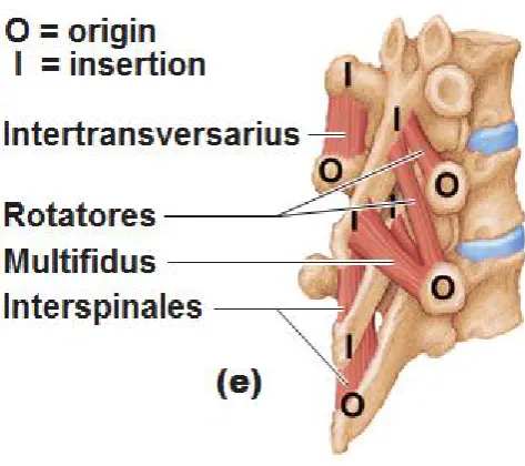 Figure 2 The passive subsystem and the deep core muscle origin and insertion points (Source: Marieb & Hoen2010)