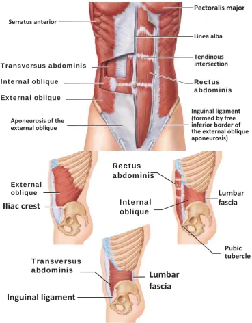 Figure 3 The main muscles of the active subsystem (Source: Marieb & Hoehn 2010)