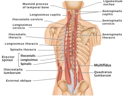 Figure 4 Deep core musculature