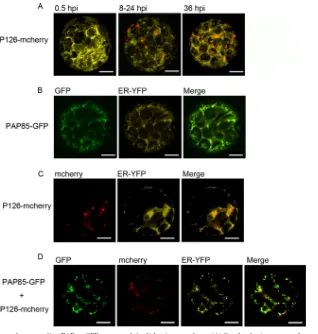 FIG 8 ER morphology in P126-mcherry- and/or PAP85-GFP-expressedgenic Arabidopsis protoplasts