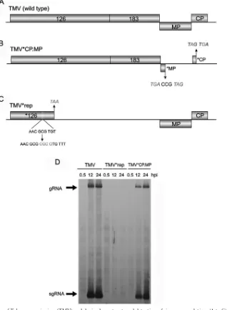 FIG 1 Schematic representation ofof TMV genomic RNA and speciﬁc mutants used in microarray analysis