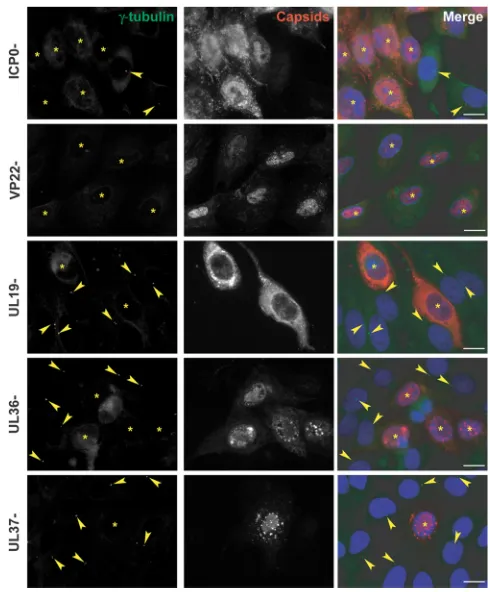 FIG 5 Centrosomal disruption in HFFF2 cells infected with ICP0-, VP22-,UL19-, UL36-, or UL37-null HSV-1 virus