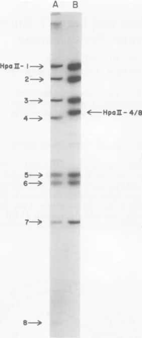 FIG. 2.fromHpaIItheamidewithwere Autoradiogram ofpolyoma DNA digested endo HpaII. Endo HpaII digests of [32P/DNA the wild type (slot A) and mutant 45 (slot B) analyzed by electrophoresis in a 6% polyacryl- gel (2)