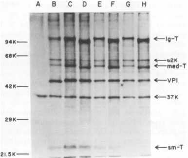 FIG. 4.partialsequenceandare Sequence of the region ofwild-type polyoma DNA including the mutant 45 deletion