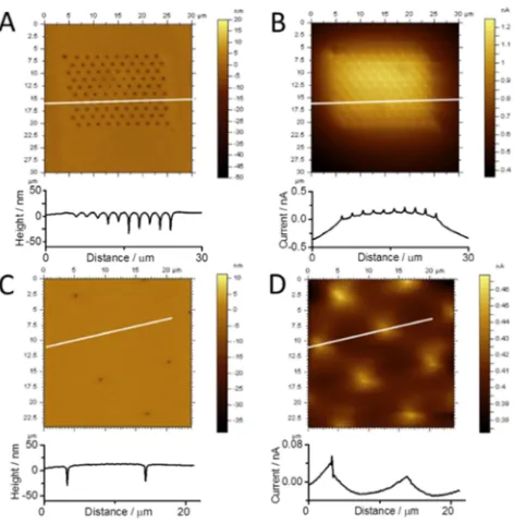 Figure 4. AFM height (A, C) and electrochemical current (B, D)current resulted from the reduction of Ru(NH91the nanopores