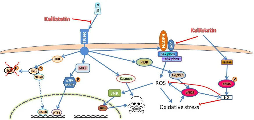 Figure 1. Kallistatin inhibits oxidative stress, inflammation and apoptosis through inhibiting TNF-which neutralizes ROS [Figure 1.αsignaling and promotes NO production through eNOS stimulation