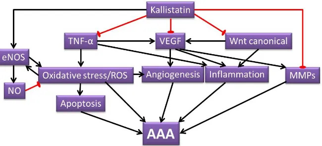 Figure 4. Illustration of postulated mechanisms of kallistatin attenuating AAA. Kallistatin has the potential of inhibiting various mechanisms that contribute to AAA formation