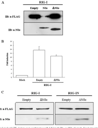 FIG 6 HEK293FT cells were transfected with RIG-I alone or in combination with full-length NSs or �NSs plasmids