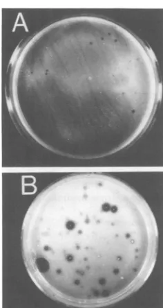 FIG. 6.transformants(B) PA-inducedcaseinolysisby WT SV40 (A) and by WTpolyoma transformants grown in agar medium.