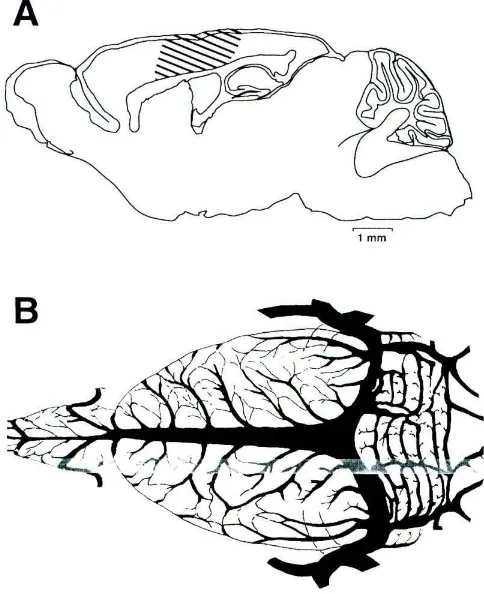 Figure 5.4 Anatomy of mouse brain. Figure 5.4a shows a diagram of a para-sagittal cross 