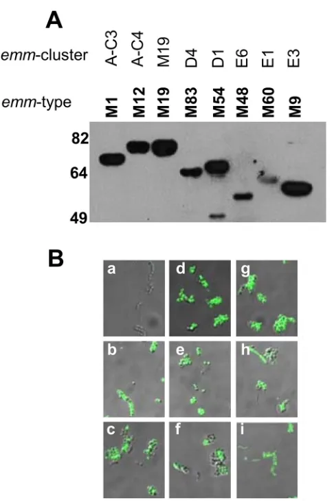 Fig 4. Anti-SV1 antibody binding to recombinant M-proteins and GAS surface. (PRS42, (g) PRS15, (h), PRS20 and (i) PRS55