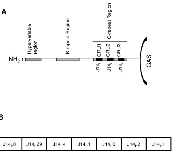 Table 1. GAS strains used in the study.