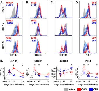 FIG 6 Antigen-speciﬁc CD8 T cell responses to an acute and persistent strain of MNV are phenotypically distinct