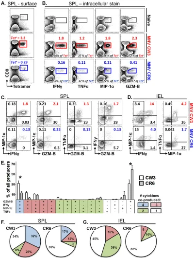 FIG 7 Persistent MNV infection is associated with decreased functionality of virus-speciﬁc CD8 T cells
