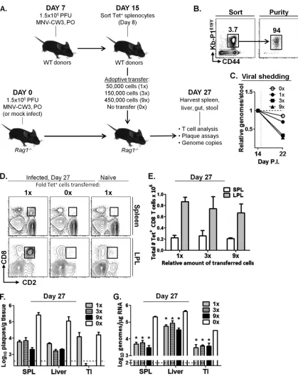 FIG 8 P1adoptive transfer of Tet519Y-speciﬁc CD8 T cells decrease viral titer in persistently infected Rag1�/� mice