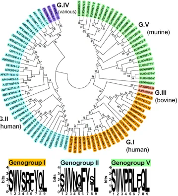 FIG 4is highly conserved among all Norovirus genogroups. We constructed a phylogenetic tree containing members of all genogroups andterminus of capsids from all sequences analyzed (seegenogroups I, II, and V are shown
