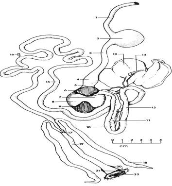 Figure 1. Digestive tract of a 12-wk-old turkey.  
