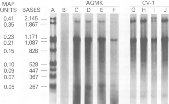 FIG. 1.probeplasmicAGMKSldirectlysampletsA58;amountsrestriction(H)to the treated, Nuclease SI analysis of SV40 cytoplasmic poly(A)-containing late RNA
