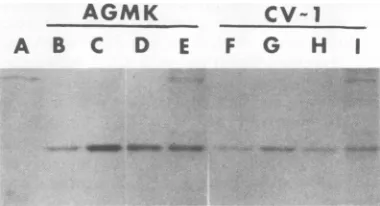 TABLE 1.tsA58-infected Ratios of viral early and late RNA in cells shifted to 41°C compared withcultured maintained at 32°C (shift/32° ratios)