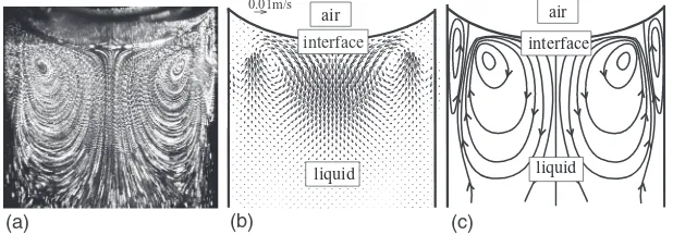 FIG. 2. Velocity vectors below the free surface for f = 10 Hz and A = 1.00 mm, (a) particle path images of the streamingmotion as superposition of particle images for 20 subsequent periods, (b) velocity ﬁeld obtained from cross-correlation,(c) typical vortex pattern (schematically).