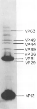 FIG. 1.P. SDS-polyacrylamide gels electrophoresis interpunctella GVnucleocapsids. Nucleocapsids
