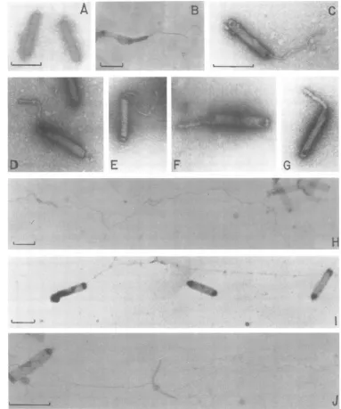 FIG. 8.nucleocapsids;0.01stainedincubated Electron micrographs of intact and disrupted P