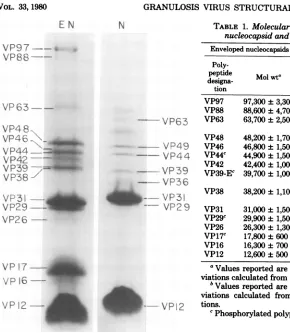 TABLE 1. Molecular weights of GV envelopednucleocapsid and nucleocapsidproteins